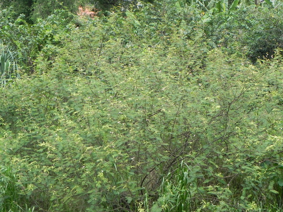 Mimosa pigra L.